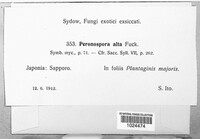 Peronospora alta image